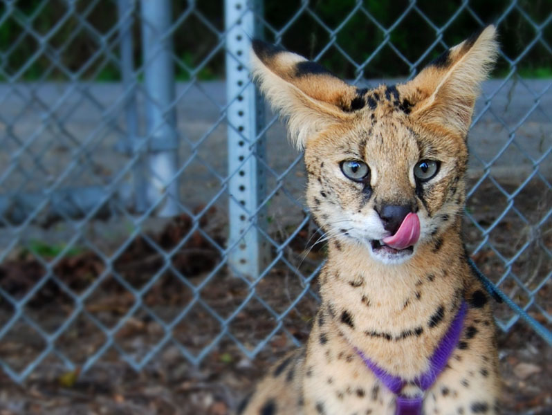 lince lince