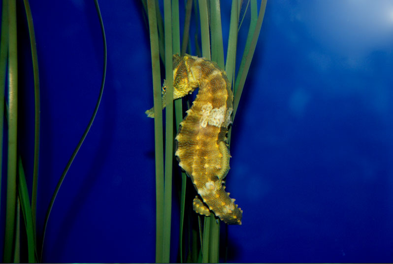 july_aquarium05 july_aquarium05